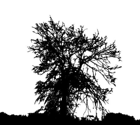 Tree Silhouette Isolated on White Backgorund. Vecrtor Illustration ...