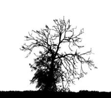 Tree Silhouette Isolated on White Backgorund. Vecrtor Illustration. vector