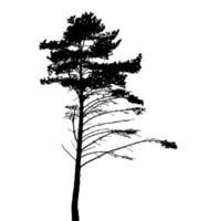 Tree Silhouette Isolated on White Backgorund. Vecrtor Illustration vector