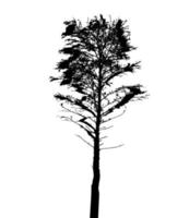 Tree Silhouette Isolated on White Backgorund. Vecrtor Illustration vector