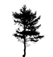 Tree Silhouette Isolated on White Backgorund. Vecrtor Illustration vector