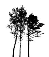 Tree Silhouette Isolated on White Backgorund. Vecrtor Illustration vector