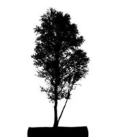 Tree Silhouette Isolated on White Backgorund. Vecrtor Illustration vector