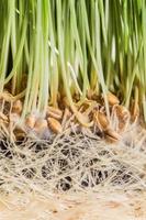 Wheatgrass details of the Roots, Seeds and Healthy Mature Sprouts