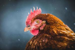 Retrato de gallina de huevos rústicos domésticos durante la tormenta de invierno. foto