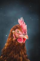 Domestic Rustic Eggs Chicken Portrait during Winter Storm. photo