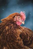Domestic Rustic Eggs Chicken Portrait during Winter Storm. photo