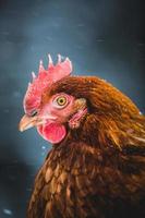 Domestic Rustic Eggs Chicken Portrait during Winter Storm. photo