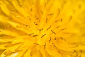 primer plano de diente de león amarillo foto