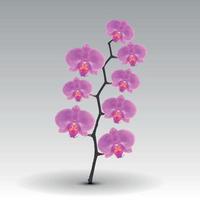 Branch flowers of the Orchid Pink. Vector Illustration.