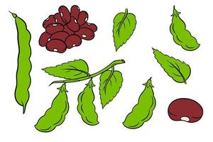 Beans set. Fresh green beans and red beans. vector