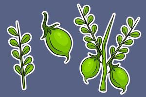 A set of chickpeas. Fresh chickpeas on a twig with leaves. vector
