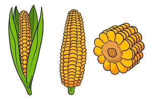 Corn set. Fresh corn cobs with and without leaves. vector