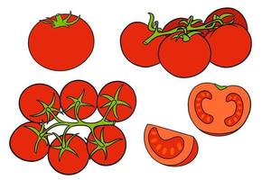 conjunto de tomates. tomates frescos, tomates en una rama, una cuña y media. vector