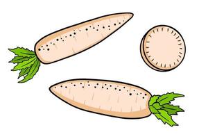 conjunto de daikon. daikon fresco y rodajas en rodajas. vector