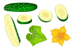 Cucumber set. Fresh cucumbers, wedges, half a cucumber, flower and leaf. vector