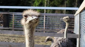 ostrich bird head and neck front portrait in a park. A close up shot of a cute ostrich on a blurred background. photo
