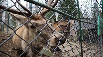 A woman feeds a deer with horns through a fence in a zoo. Deer eats sugar beets from a female hand. photo
