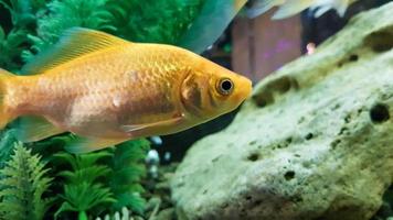 Goldfish in freshwater aquarium with green beautiful planted tropical. photo