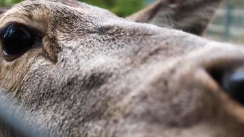 White-tailed deer very detailed close-up portrait. With a deer eye. ungulates ruminant mammals. Portrait courageous deer photo