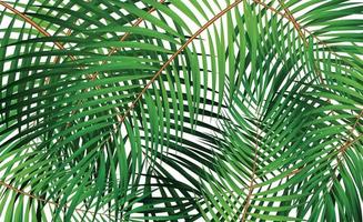 Palm Leaf Vector Background Illustration