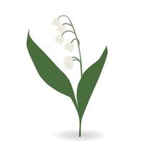 Colorful naturalistic blooming lily of the valley. Vector Illustration