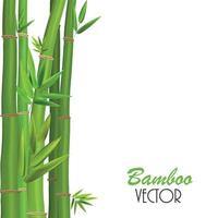 Colorful Stems and Bamboo Leaves. Vector Illustration