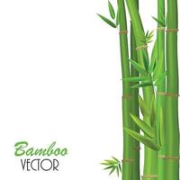 tallos de colores y hojas de bambú. ilustración vectorial vector