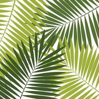Palm Leaf  Background Vector Illustration