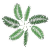Palm Leaf  Background Vector Illustration
