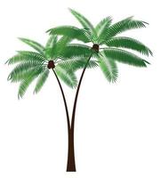 Ilustración de vector de hoja de palma