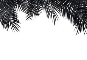 Palm Leaf Vector Background Illustration