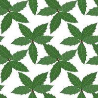 Green leaves of holly plant background. Seamless pattern vector