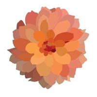 Multicolored colorful dahlia isolated on white background. Vector Illustration