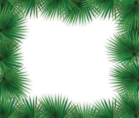 Colorful naturalistic frame from the leaf of the Libistones of Chinese. Southern palm. Vector Illustration.