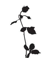hermosas rosas blancas y negras de silano. aislado sobre fondo blanco. ilustración vectorial vector