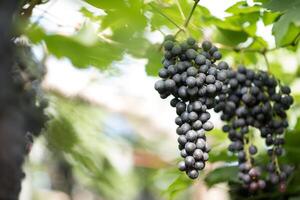 Grape harvest farm photo