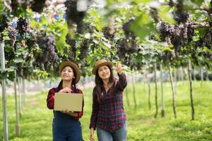Happy young women gardener holding branches of ripe blue grape photo