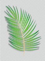 Beautiful naturalistic Palm Leaf on transparent Background. Vector Illustration