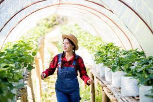 Beautiful farmer woman checking strawberry farm photo