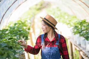 Hermosa mujer campesina comprobando la granja de fresas foto