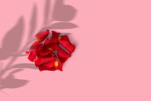 Close-up of red rose petals isolated on pink background. photo