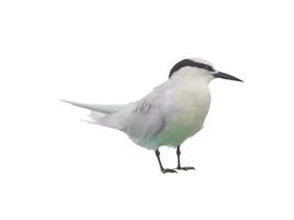 white little bird stock overlay flying toward spread its wings and feathers on white. photo