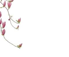Resumen de flores de color rosa claro y pequeñas superposiciones de ramas florecientes de hojas verdes de árboles de flores de cerezo en blanco. foto