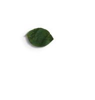 Top up view isolated green leaves on white background.fit for your design element. photo