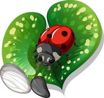 Top view of ladybug on a leaf isolated vector