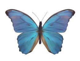 Blue Butterfly Isolated on White Realistic Vector Illustration