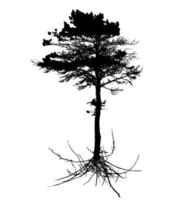 Tree Silhouette with root system Isolated on White Background. Vector Illustration.