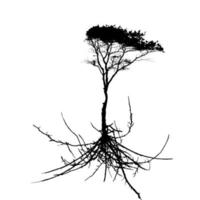 Tree Silhouette with root system Isolated on White Background. Vector Illustration.