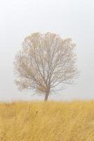Minimalist image of single tree in mist on a cold autumn morning in a meadow photo